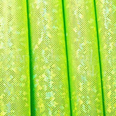 Holo Lime